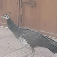 طاووس
