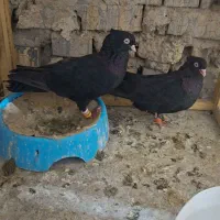 زاغ آبادانی اصیل