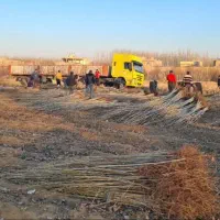 نهال میوه پیوندی و کبوده سیاه زینتی