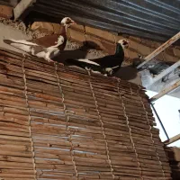 کفتر