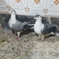 کفترغلاغ خرقه دم گیر کاشانی