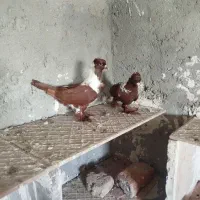 ککیلی جفت
