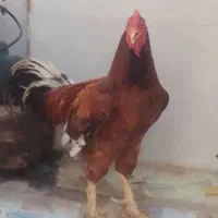 خروس لاری دورگه درشت