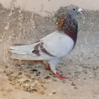 اقون نر پرشی