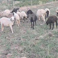 میش فروشی