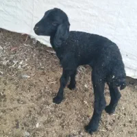 بره شیری|حیوانات مزرعه|بندر ماهشهر, |دیوار