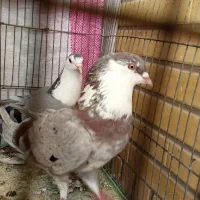 کفتر|پرنده|آران و بیدگل, |دیوار