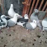 فروش تعدادی پلاکی