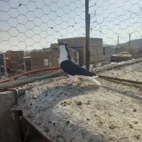 ساده کاکلی نر