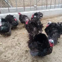 فروش 3عدد بوقلمون نر