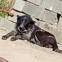 سگ قهدریجونی|سگ|جیرفت, |دیوار