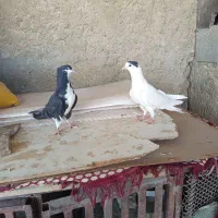 دمگیر دوبحر|پرنده|اصفهان, ارداجی|دیوار