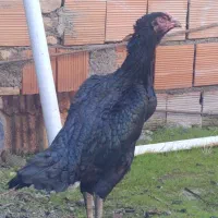 مرغ لاری|حیوانات مزرعه|بندر ترکمن, |دیوار