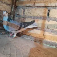 کبوتر رنگی|پرنده|لنجان, |دیوار