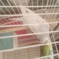 مرغ عشق نر|پرنده|شیروان (خراسان), |دیوار