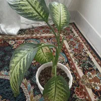 گل دیفین باخیا