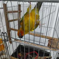 طوطی خورشیدی|پرنده|پیشوا, |دیوار