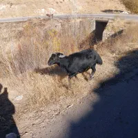 ۶۱۰۰۰۰۰۰|حیوانات مزرعه|زنجانرود, |دیوار