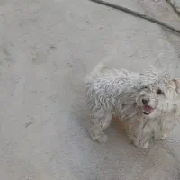 سگ ماده|سگ|همدان, |دیوار