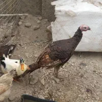 فروش ۴ عدد مرغ اوردک وبوقلمون|حیوانات مزرعه|تهران, شهرک استقلال|دیوار