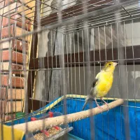 ماده قناری آماده