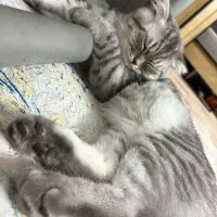 گربه نر اسکاتیش|گربه|ایرانشهر, |دیوار