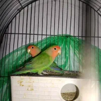 یک جفت کتوله  دم تخم