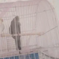 فروش جوجه عروس هلندی دو ماهه