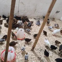فروش جوجه دو رگه گلپایگانی ۲ ماهه