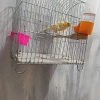 قناری ماده بشرط|پرنده|کارون, |دیوار