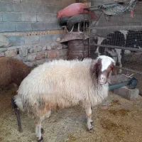 قوچ|حیوانات مزرعه|پلدختر, |دیوار