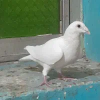 چندتاماده خوب