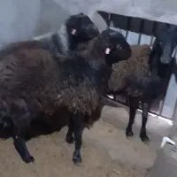 قوچ همو