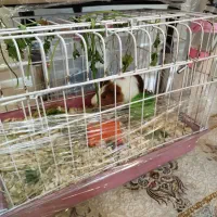 جفت خوکچه هندی بازیگوش نر و ماده سالم|موش و خرگوش|تهران, شهرک فردوس (حسینی)|دیوار