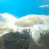 ماهی عروس(کوی سوپرباله گرید بالا)