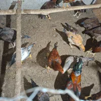 فروش مرغ و خروس لاری