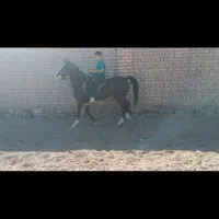 اسب|اسب و تجهیزات اسبسواری|تهران, پامنار|دیوار
