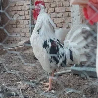 خروس زینتی|پرنده|کاشان, مفتح|دیوار