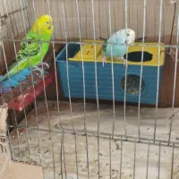 یک جفت مرغ عشق با بچه|پرنده|چهاربرج, |دیوار