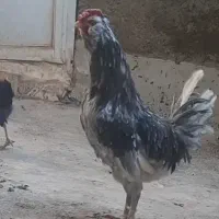 خروس و تخم مرغ گلین