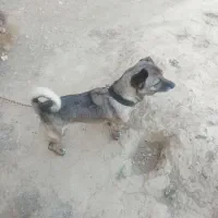 سگ پا کوتا|سگ|چناران, |دیوار