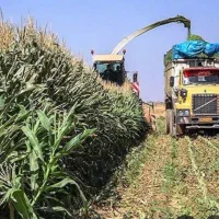 خوراک دام و ذرت چاپر