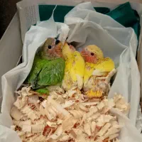 کوتوله برزیلی اوپال