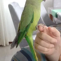 ملنگو دستی|پرنده|رامسر, |دیوار