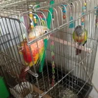 گرینچیک با جوجه
