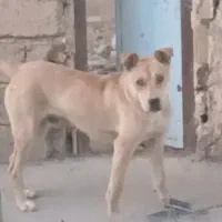 سگ پیتبول
