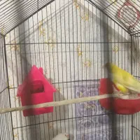 گلدین نربالغ