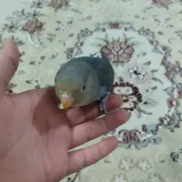 طوطی کوتوله برزیلی