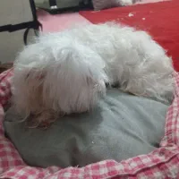 سگ  پاکوتاه|سگ|محمدیه-قزوین, |دیوار