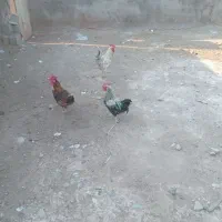 خروس|حیوانات مزرعه|مسجد سلیمان, |دیوار